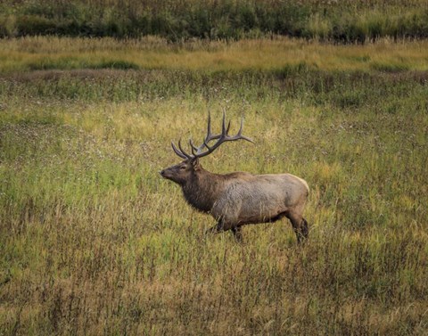 Framed Bull Elk Yellowstone Print