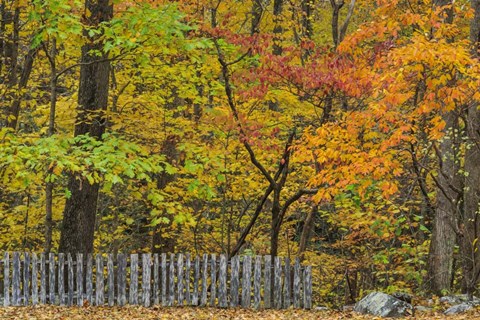 Framed Fall Fence Scene Print