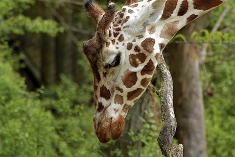 Framed Giraffe 2 Print