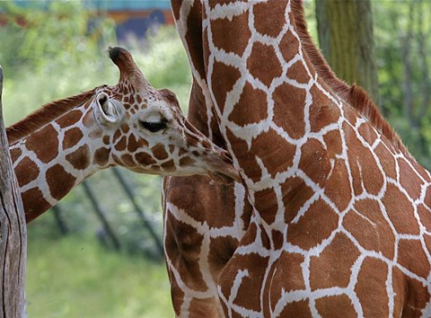 Framed Giraffe And Calf Print