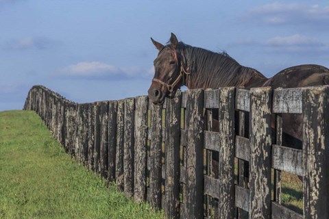 Framed Hanging Out Print