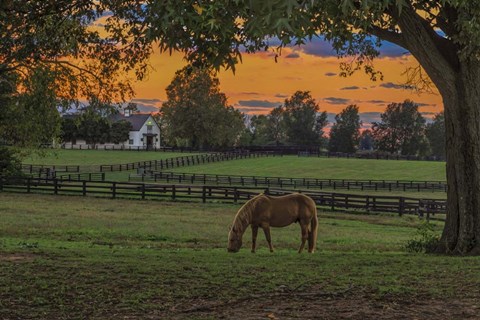 Framed Horse Farm Sunset Print