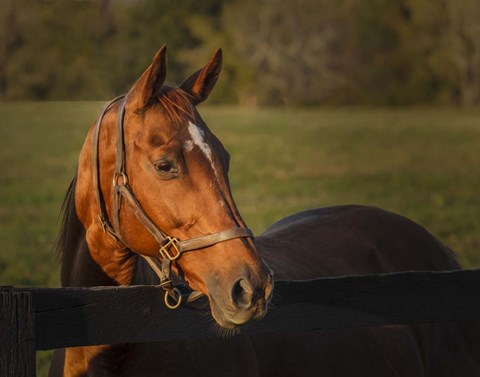 Framed Horse Portrait Print