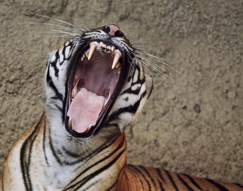 Framed Malayan Tigress Yawn Print