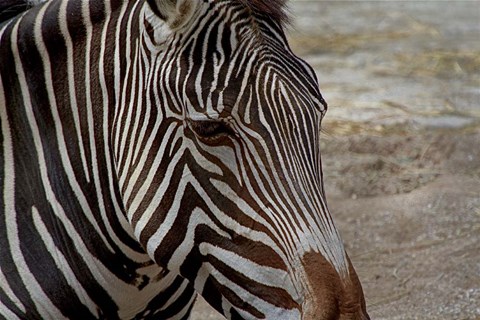 Framed Zebra Print