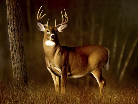 Framed Whitetail Buck Print