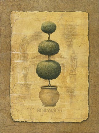 Framed Boxwood Print