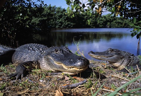 Framed Two Alligators on Shoreline Print