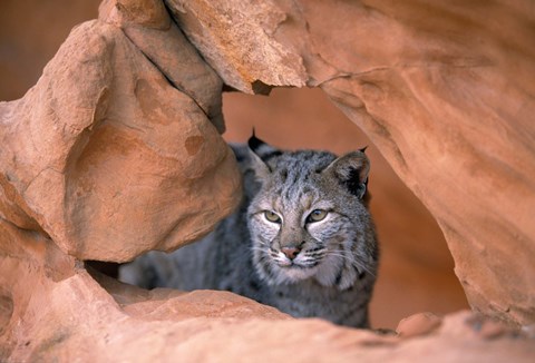 Framed Bobcat in Desert Landscape Print