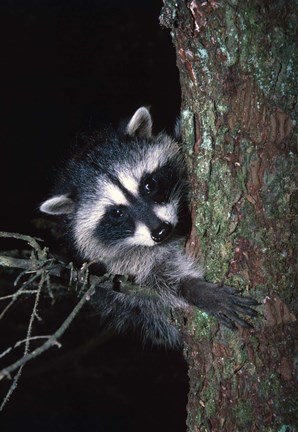 Framed Raccoon Peaking out from Tree Print