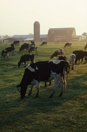 Framed Cows Grazing Near Barn Print