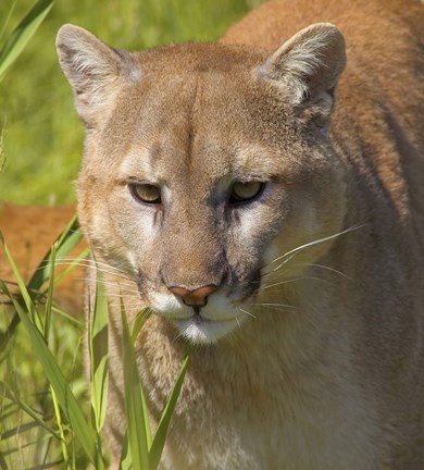 Framed Close Up of Bobcat in Grass Print