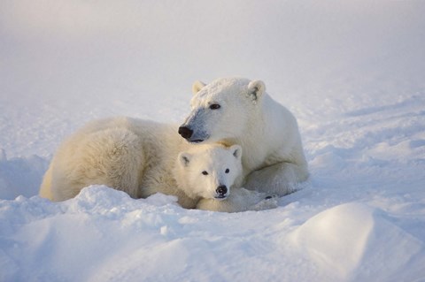 Framed Polar Bears Huddled Together Print