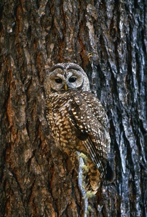 Framed Owl Blending in with Tree Print