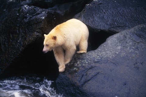 Framed Brown Bear Preparing to Jump into River Print