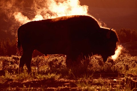 Framed Bison Against Fiery Red Horizon Print