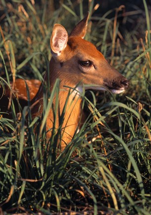 Framed Baby Deer in Grass Print