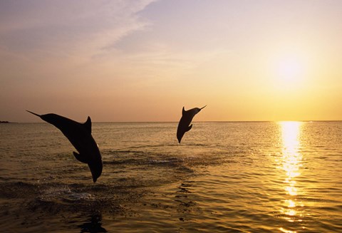 Framed Dolphins Jumping at Sunset Print