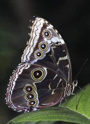 Framed Brown and Black Butterfly Print