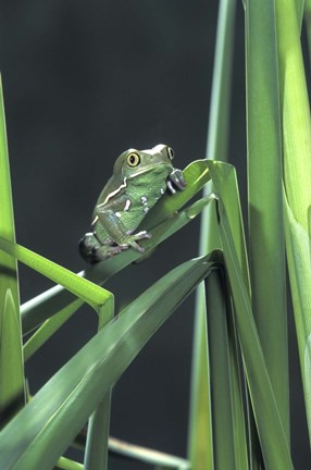 Framed Green Frog on Leaf Print
