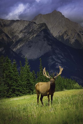 Framed Elk Against Mountainside Print