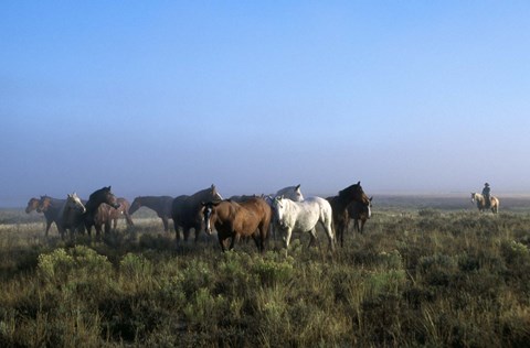Framed Group of Horses in Field Print