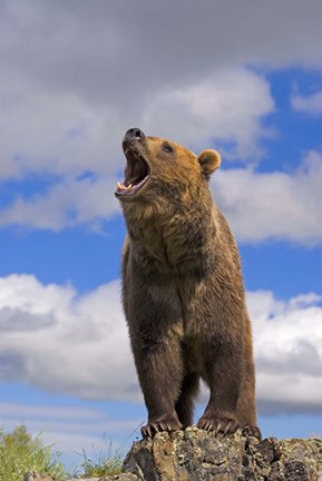 Framed Brown Bear Roaring on Rock Print