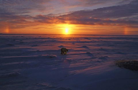 Framed Lone Polar Bear Against Sunset Print