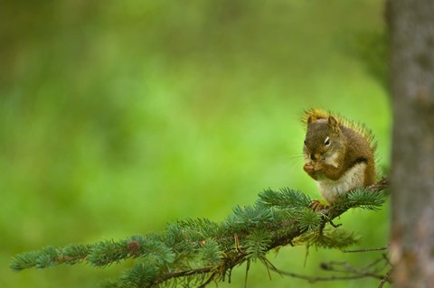 Framed Squirrel Eating Nuts Print