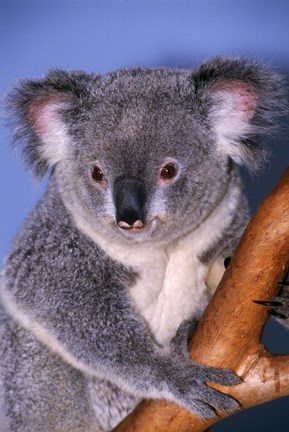 Framed Baby Koala Holding Branch Print