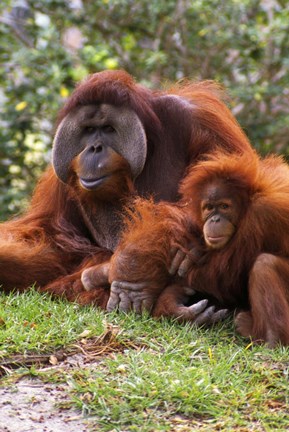 Framed Two Orangutangs in Grass Print