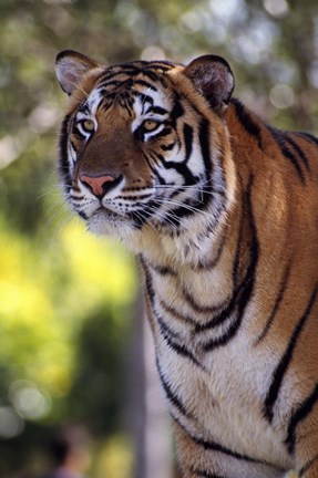 Framed Gorgeous Tiger Close Up Print