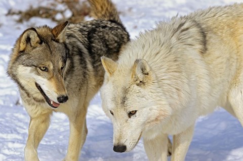 Framed Close Up of Two Wolves in the Snow Print