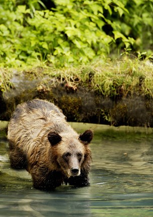 Framed Brown Bear in Lake Print