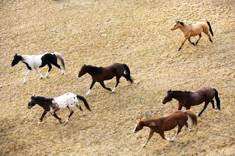 Framed Horses Galloping across Prairie Print