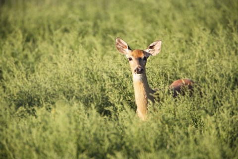 Framed Deer Poking its Head up from Meadow Print