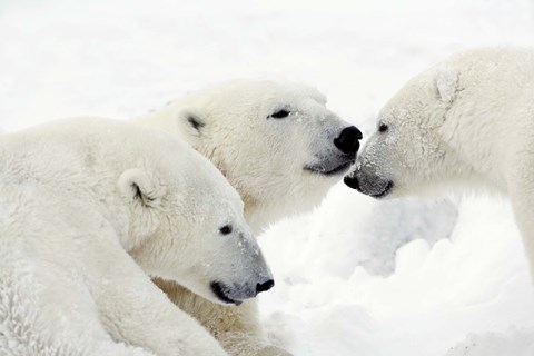 Framed Three Polar Bears Nuzzling Noses Print