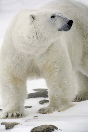 Framed Polar Bear on Snowy Rocks Print