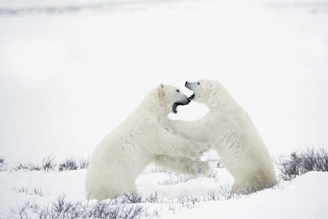 Framed Two Polar Bears Fighting Print