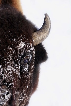 Framed Half of a Bison's Face Print