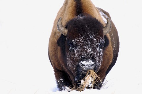 Framed Snowy Bison Eating Weeds Print