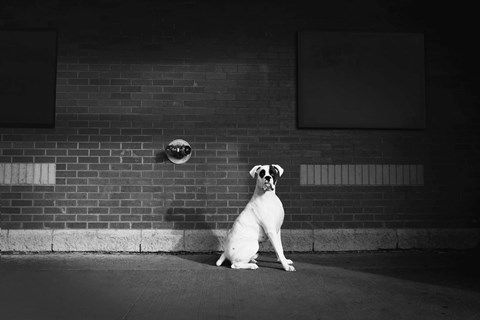 Framed White Dog Against Brick Wall Print