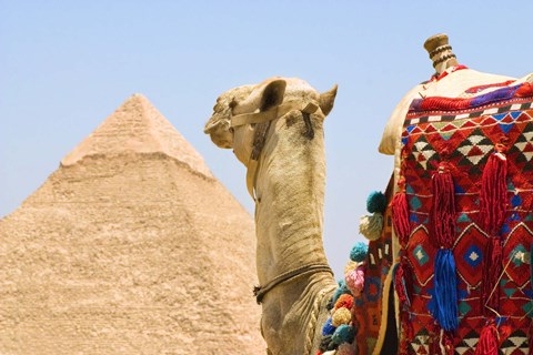Framed Close Up of Camel and Pyramid Print