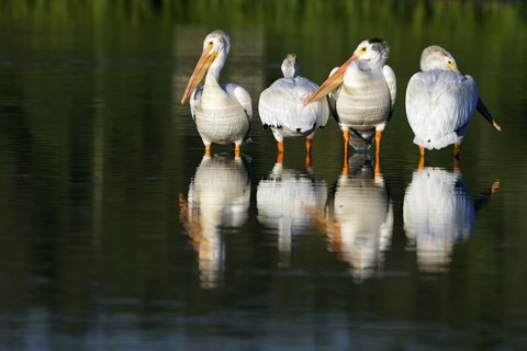 Framed Geese in the Lake Print