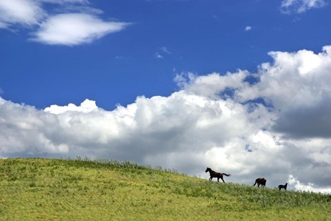 Framed Horses Far Away in Meadow Print