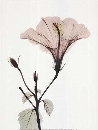 Framed Hibiscus Print