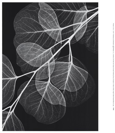 Framed Eucalyptus in Black &amp; White Print