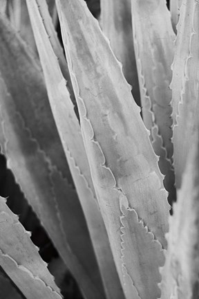 Framed Abstract Agava IV Print