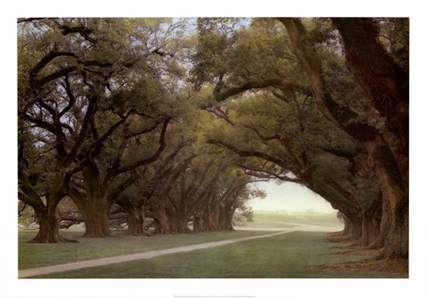 Framed Alley Of The Oaks Print