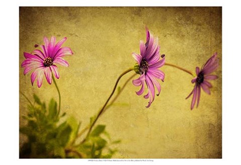 Framed Fuchsia Daisy I Print